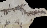 Metasequoia (Dawn Redwood) Fossil - Montana #41454-1